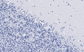 Anti-VGAT Antibody, clone 2E6 ZooMAb® Rabbit Monoclonal recombinant, expressed in HEK 293 cells