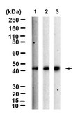 Anti-PDH kinase 1 Antibody, clone 1C7-H1 ZooMAb® Rabbit Monoclonal recombinant, expressed in HEK 293 cells