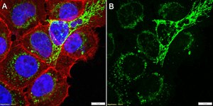Anti-RAP1GDS1 Antibody, clone 1H6 ZooMAb® Rabbit Monoclonal recombinant, expressed in HEK 293 cells