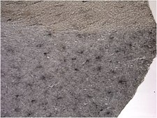 Anti-NG2 Chondroitin Sulfate Proteoglycan, Biotin Conjugate Antibody from rabbit, biotin conjugate