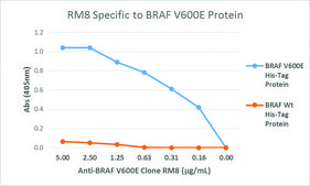 兔抗BRAF (V600E)单克隆抗体 recombinant, expressed in HEK 293 cells, clone RM8, purified immunoglobulin