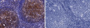 Anti-CD81 Antibody, clone 1C23 ZooMAb® Rabbit Monoclonal recombinant, expressed in HEK 293 cells