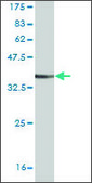 Monoclonal Anti-SYK antibody produced in mouse clone 4A7, ascites fluid