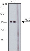 Anti-ALIX (C-terminal) antibody produced in rabbit ~1.0 mg/mL, affinity isolated antibody