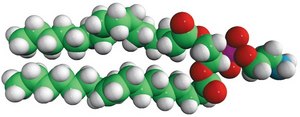 磷脂酰乙醇胺(16:0-18:1 PE) Avanti Research™ - A Croda Brand