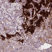 Anti-DBH antibody produced in rabbit Prestige Antibodies® Powered by Atlas Antibodies, affinity isolated antibody