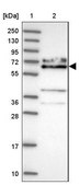 Anti-KLC1 antibody produced in rabbit Prestige Antibodies® Powered by Atlas Antibodies, affinity isolated antibody, buffered aqueous glycerol solution