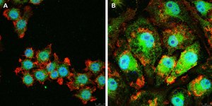 Anti-IL-33 Antibody, clone 5K9, ZooMAb® Rabbit Monoclonal recombinant, expressed in HEK 293 cells