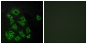 Anti-EDG8 antibody produced in rabbit affinity isolated antibody