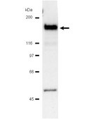 Anti-PLCγ-1 Antibody Upstate®, from mouse