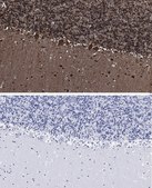 Anti-Parvalbumin Antibody, clone 4G3 , ZooMAb® Rabbit Monoclonal recombinant, expressed in HEK 293 cells