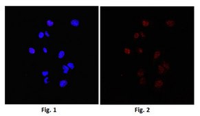 抗拓扑异构酶I-DNA共价复合物抗体，克隆1.1A clone 1.1A, from mouse