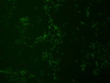 Akkermansia muciniphila FISH probe-ATTO488 Probe for fluorescence in situ hybridization (FISH), 20µM in water