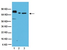 抗-ADAM 10抗体，CT Chemicon®, from rabbit