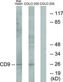 抗-CD9 兔抗 affinity isolated antibody