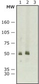 Anti-Mouse IgG (whole molecule)–Peroxidase antibody produced in rabbit IgG fraction of antiserum, buffered aqueous solution