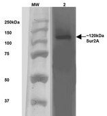 Monoclonal Anti-Alpha-2C antibody produced in mouse clone S330A-80, purified immunoglobulin