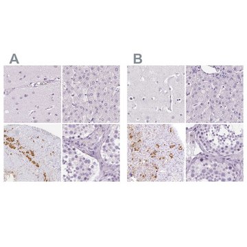 Anti-POMC antibody produced in rabbit Prestige Antibodies® Powered by Atlas Antibodies, affinity isolated antibody