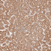 Anti-MICU1 antibody produced in rabbit Prestige Antibodies® Powered by Atlas Antibodies, affinity isolated antibody, buffered aqueous glycerol solution