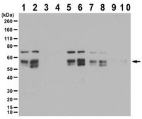 Anti-phospho Smad1/Smad5/Smad8 (Ser463/465) from rabbit, purified by affinity chromatography