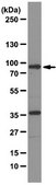 Anti-Zyxin Antibody, clone 14E11.1 clone 14E11.1, from mouse