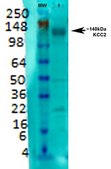 抗-Vglut1单克隆抗体 小鼠抗 clone S28-9, purified immunoglobulin