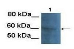Anti-KCNQ1 affinity isolated antibody