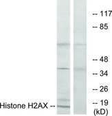 抗 组蛋白 H2AX&nbsp; 兔抗 affinity isolated antibody