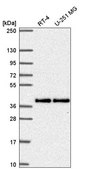 Anti-MTFR1 antibody produced in rabbit Prestige Antibodies® Powered by Atlas Antibodies, affinity isolated antibody