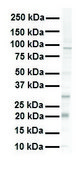 抗-KRAS affinity isolated antibody