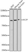 Anti-PLTP Antibody, clone 6A1Q1, Rabbit Monoclonal