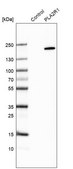 Anti-PLA2R1 antibody produced in rabbit Prestige Antibodies® Powered by Atlas Antibodies, affinity isolated antibody, buffered aqueous glycerol solution