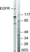 Anti-EGFR antibody produced in rabbit affinity isolated antibody