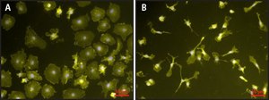 Lipopolysaccharides from Escherichia coli O111:B4 purified by phenol extraction