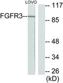 Anti-FGFR3 antibody produced in rabbit affinity isolated antibody