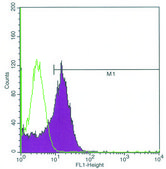 Monoclonal Anti-FTH1 antibody produced in mouse ~1.0 mg/mL, clone FTH24, purified immunoglobulin