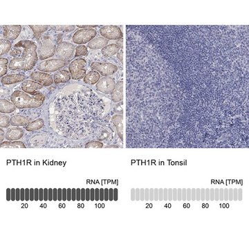 Anti-PTH1R antibody produced in rabbit Prestige Antibodies® Powered by Atlas Antibodies, affinity isolated antibody, buffered aqueous glycerol solution
