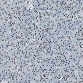 Anti-CBX3 antibody produced in rabbit Prestige Antibodies® Powered by Atlas Antibodies, affinity isolated antibody, buffered aqueous glycerol solution