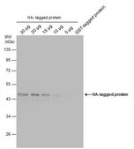 单克隆抗 HA 标签 小鼠抗 clone GT423, affinity isolated antibody