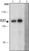 Anti-ULK1 antibody produced in rabbit ~1.0 mg/mL, affinity isolated antibody