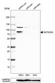 Anti-GATAD2A antibody produced in rabbit Prestige Antibodies® Powered by Atlas Antibodies, affinity isolated antibody, buffered aqueous glycerol solution