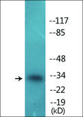 抗-磷酸化-CDK1/CDC2 (pThr14) 兔抗 affinity isolated antibody