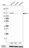 Anti-DAXX antibody produced in rabbit Prestige Antibodies® Powered by Atlas Antibodies, affinity isolated antibody, buffered aqueous glycerol solution