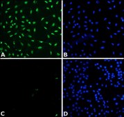 Anti-acetyl- &amp; phospho-Histone H3 (Ac-Lys9, pSer10) antibody produced in rabbit IgG fraction of antiserum, buffered aqueous solution