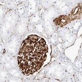 Anti-NES antibody produced in rabbit Prestige Antibodies® Powered by Atlas Antibodies, affinity isolated antibody, buffered aqueous glycerol solution