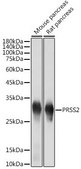 Anti-PRSS2 antibody produced in rabbit
