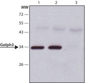 Anti-Golph3 (N-terminal) antibody produced in rabbit ~1.0 mg/mL, affinity isolated antibody