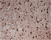 抗-GAD67抗体，克隆1G10.2，生物素结合物 clone 1G10.2, from mouse, biotin conjugate