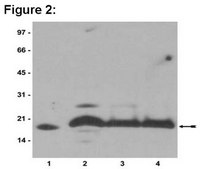 ChIPAb+ Histone H2B - ChIP Validated Antibody and Primer Set from rabbit