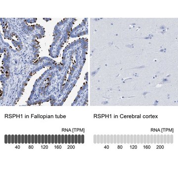 Anti-RSPH1 antibody produced in rabbit Prestige Antibodies® Powered by Atlas Antibodies, affinity isolated antibody, buffered aqueous glycerol solution